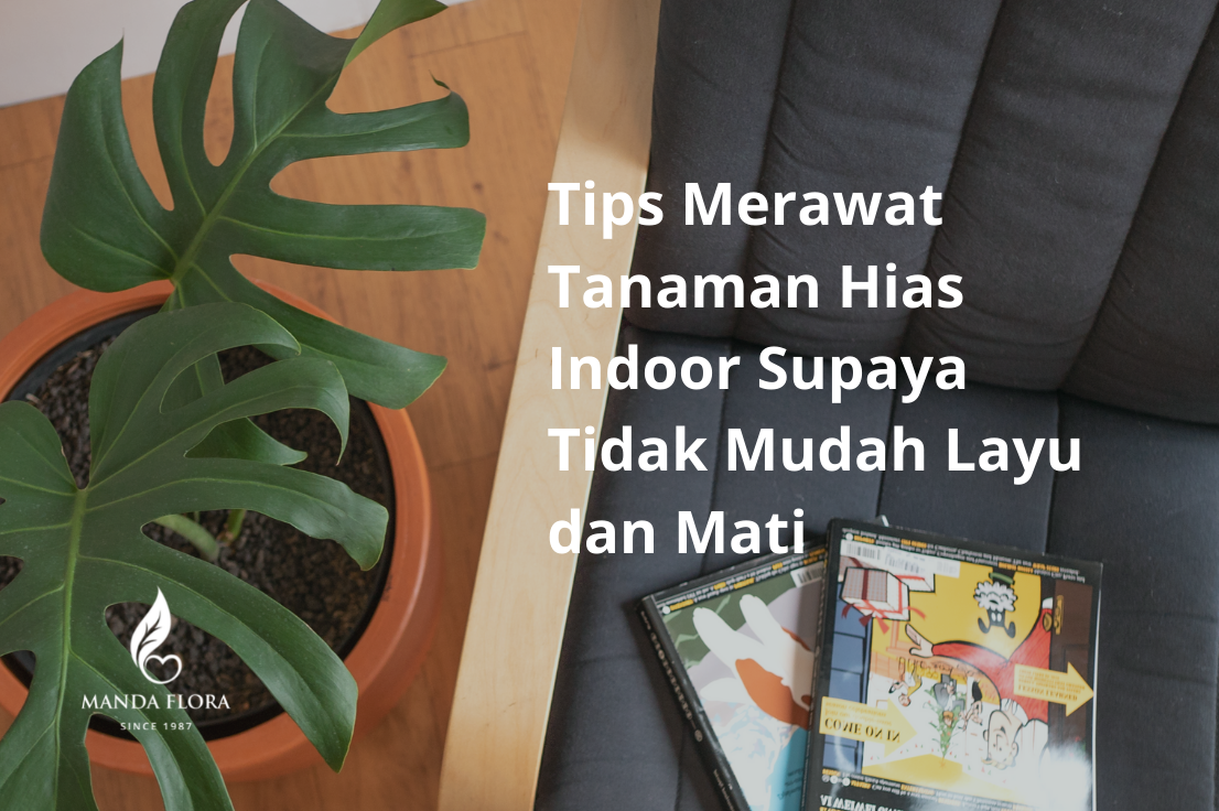 Cara Mengatasi Daun Kuning pada Tanaman Hias Indoor dengan Mudah