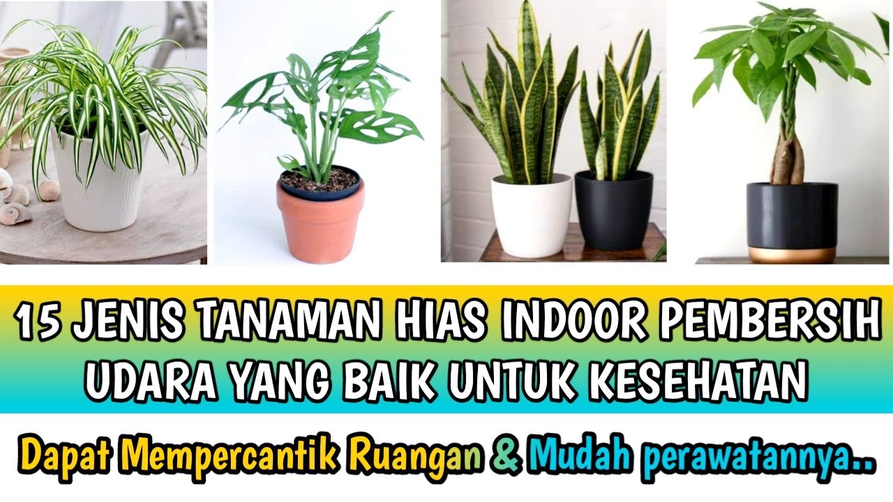 10 Tanaman Hias Indoor yang Mampu Membersihkan Udara di Rumah